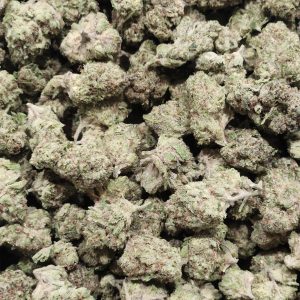 Jam Session 14g - Greenhouse