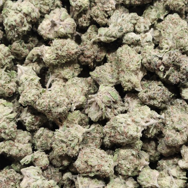 Jam Session 14g - Greenhouse