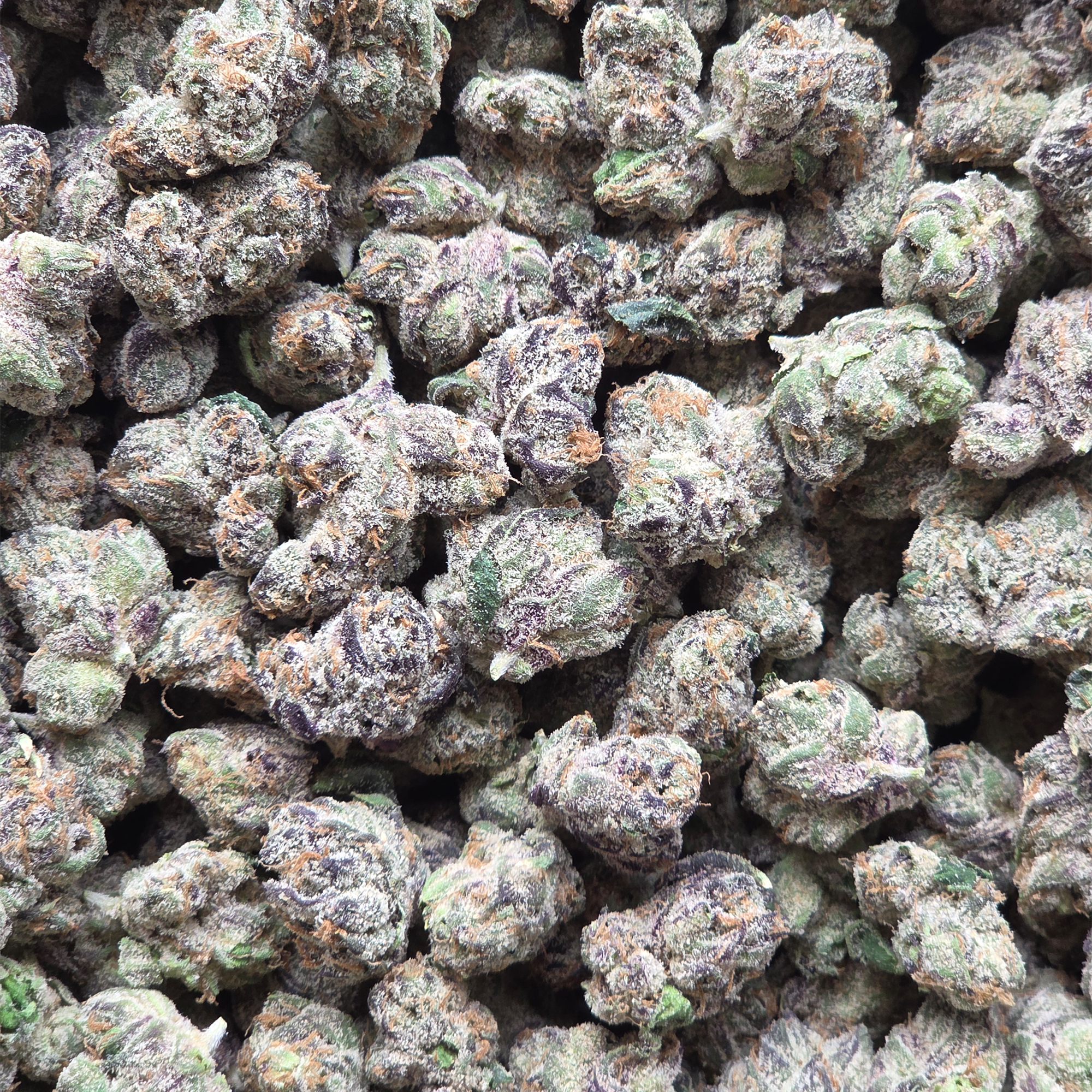 Zazooka 14g - Exotic Mediums
