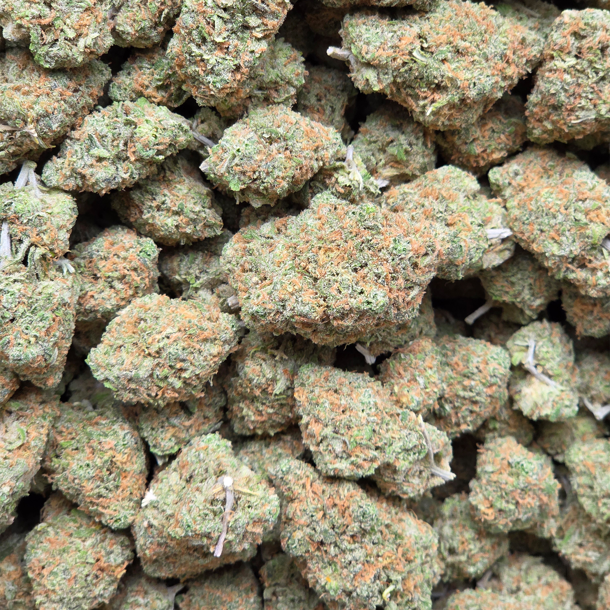 Blue Dream 14g - Indoor