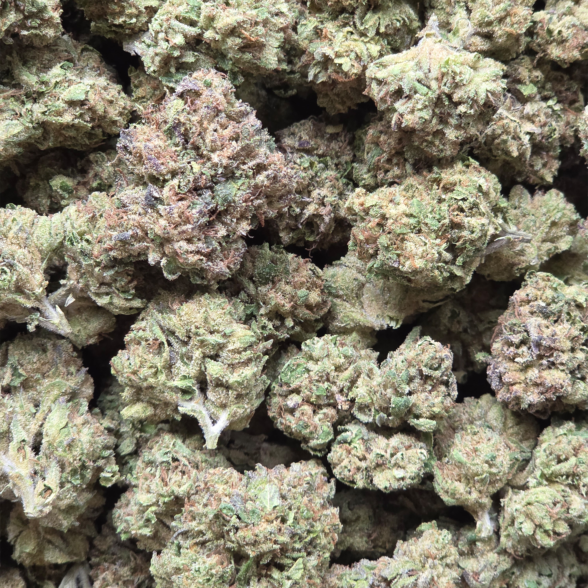 Champagne Kush 14g - Indoor