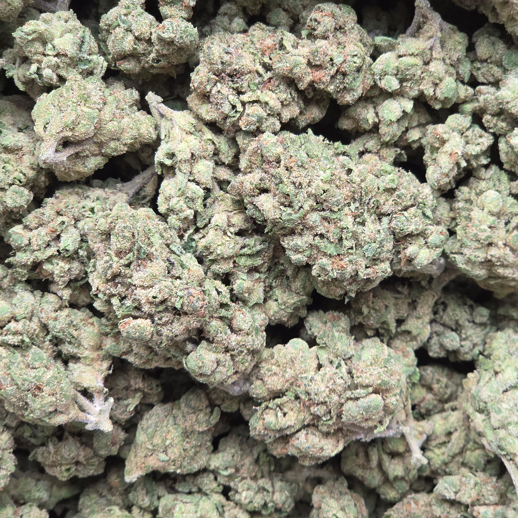 Jack Herer 14g - Indoor