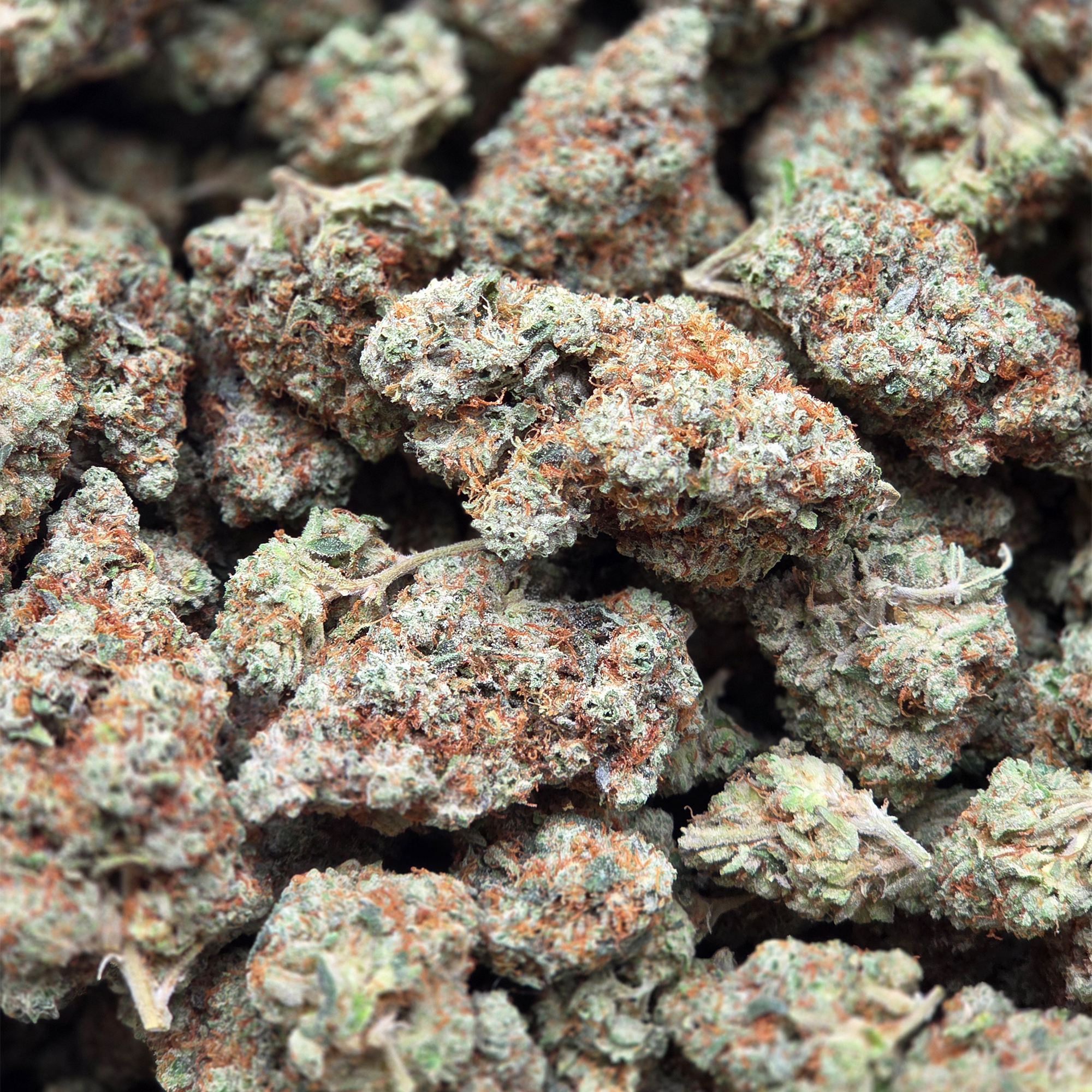 OG Kush 14g - Top Shelf Indoor