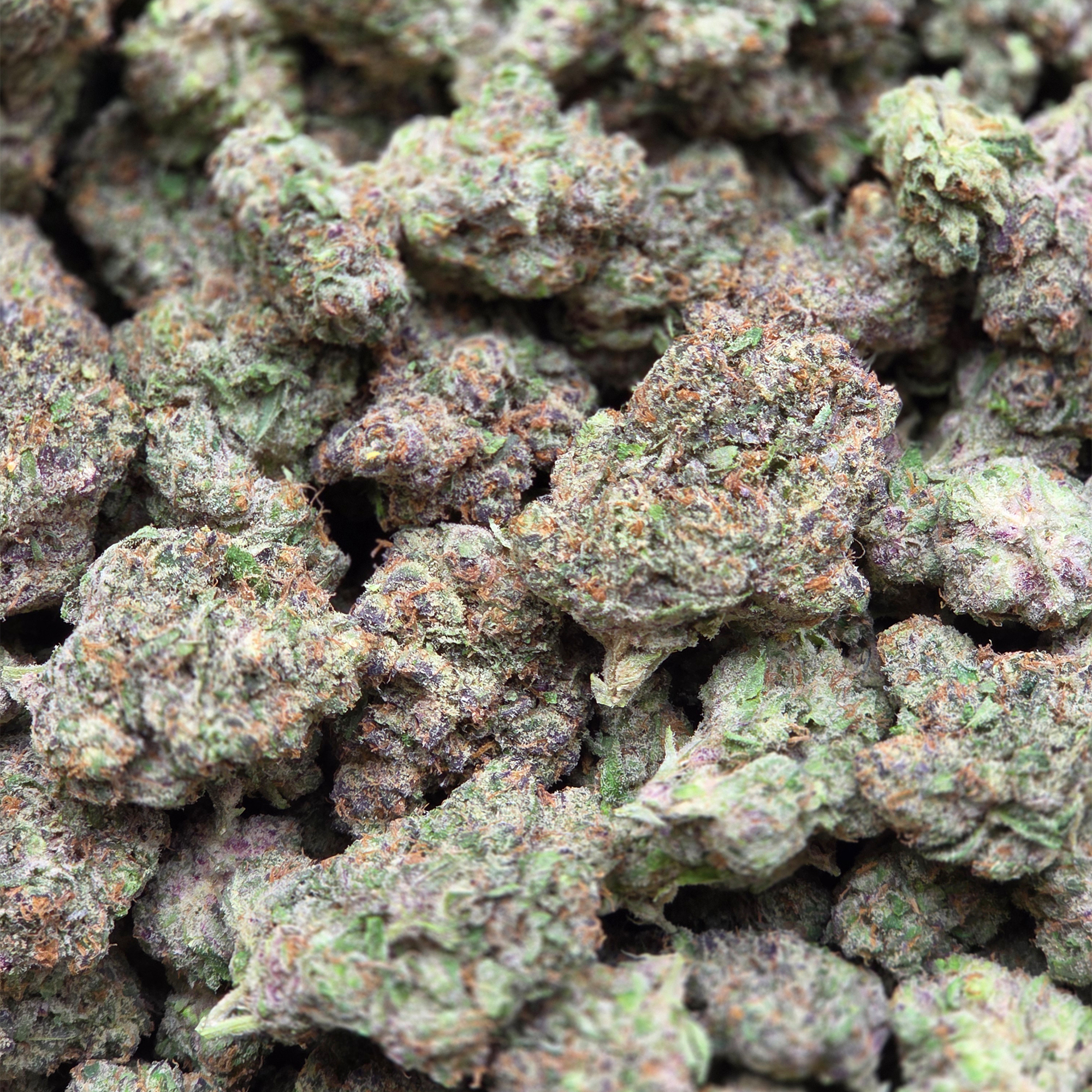 Rainbow Inferno 14g - Top Shelf Indoor