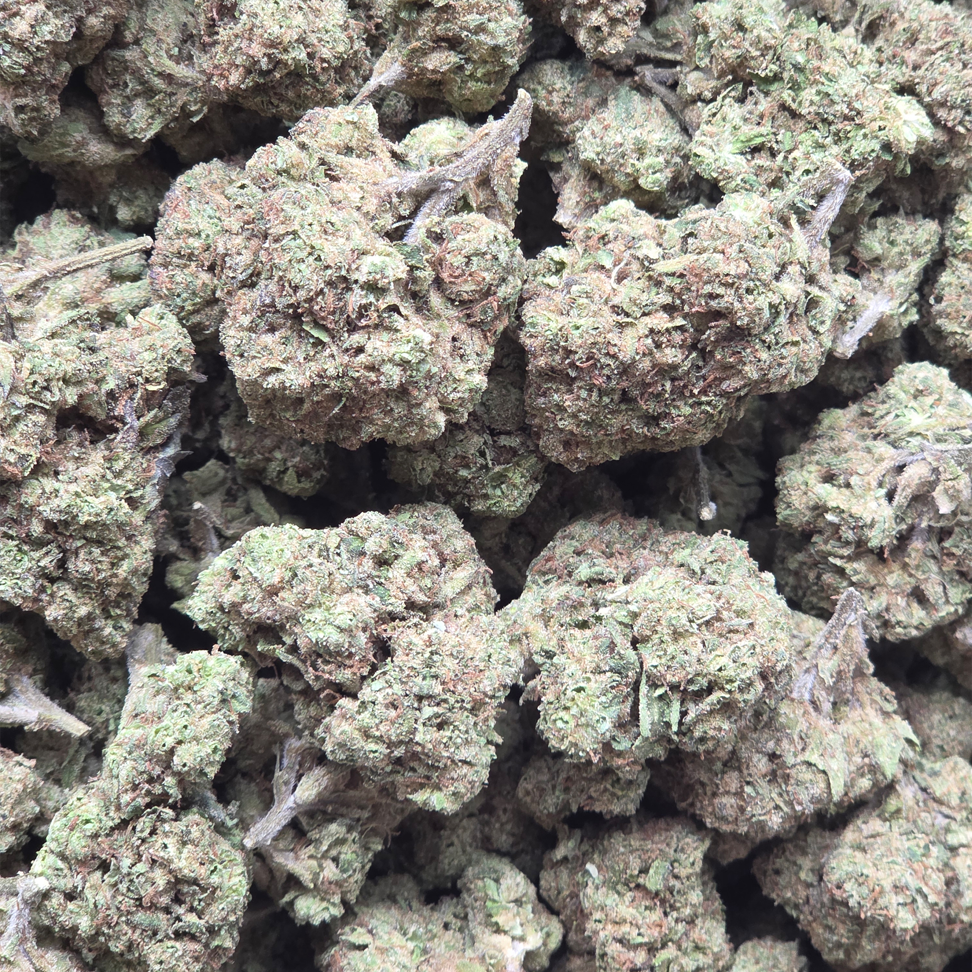 Sunset Sherbert 14g - Greenhouse