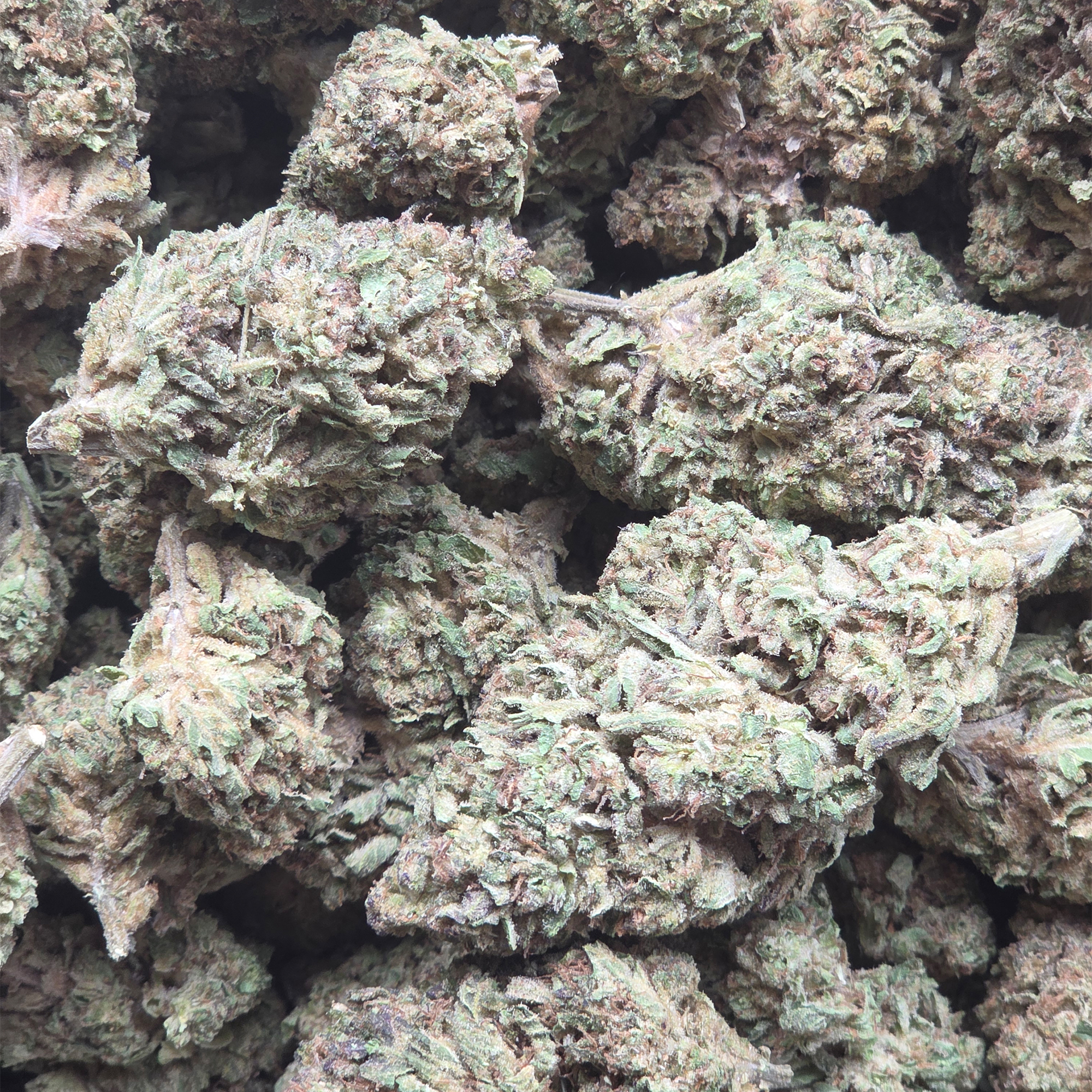 Motorhead 14g - Greenhouse