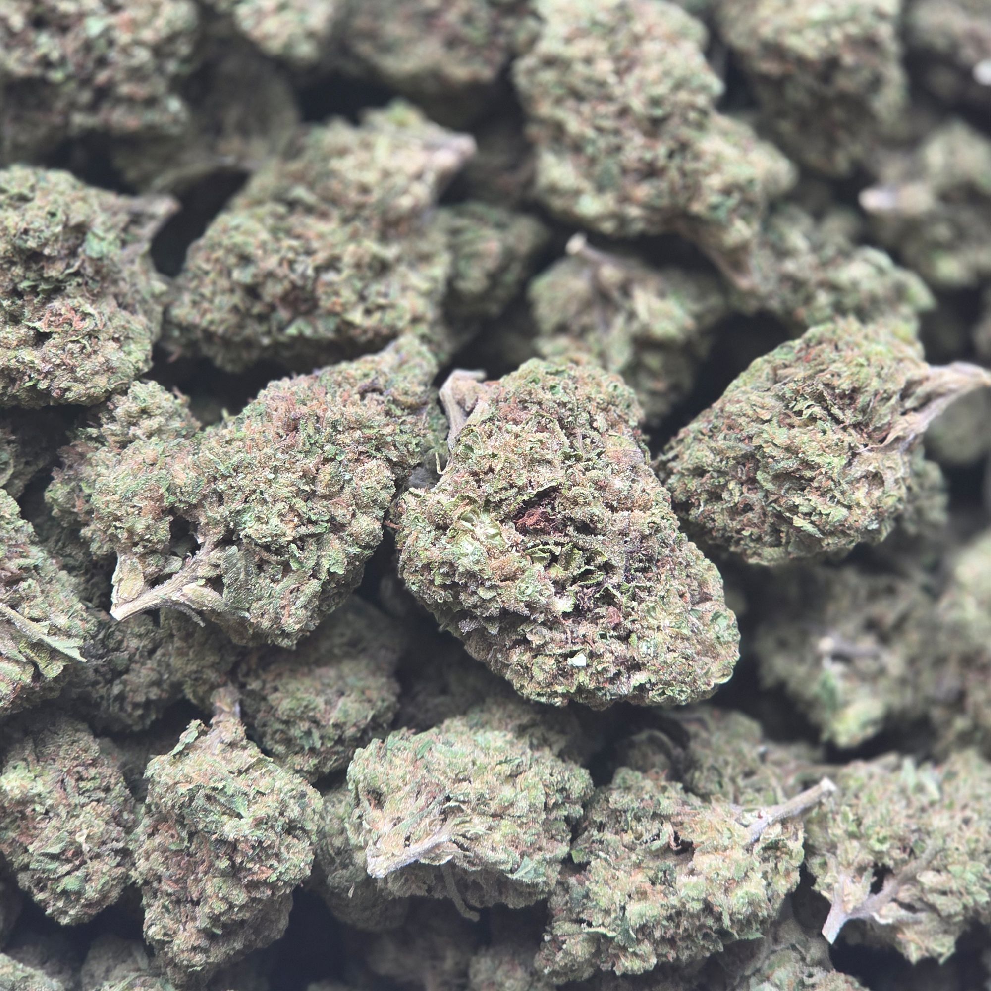 King Sherbert 14g - Greenhouse