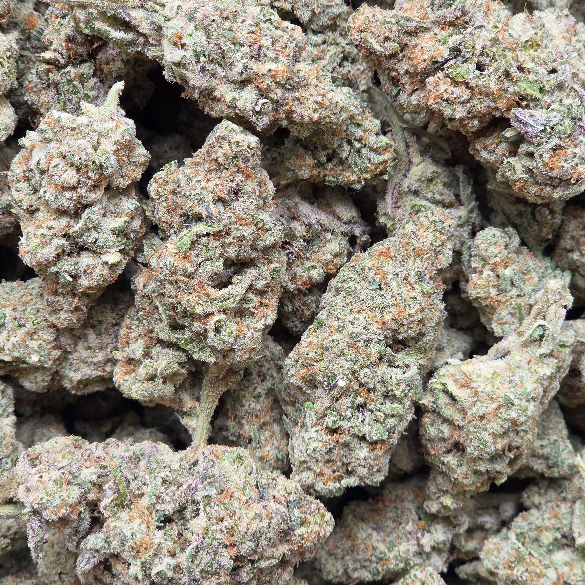 Miracle Alien Cookies 14g - Top Shelf Indoor