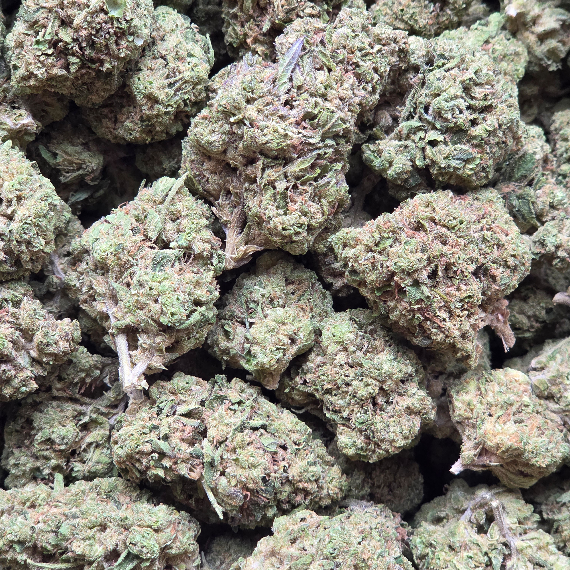 Platinum Truffle 14g - Greenhouse