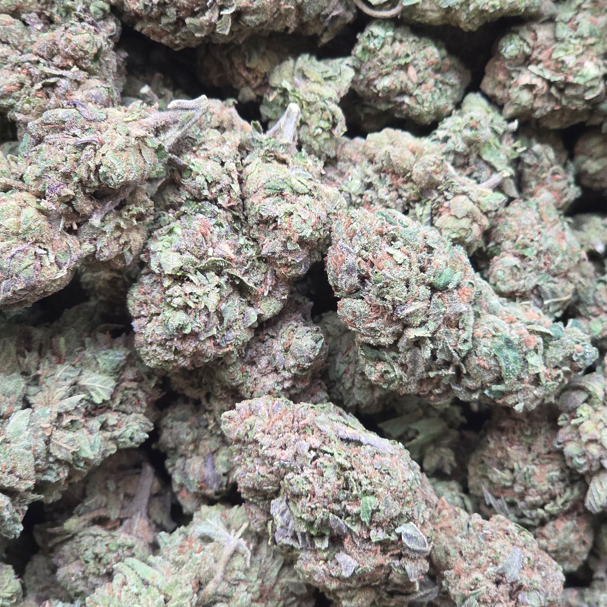 Double Glock 14g - Greenhouse