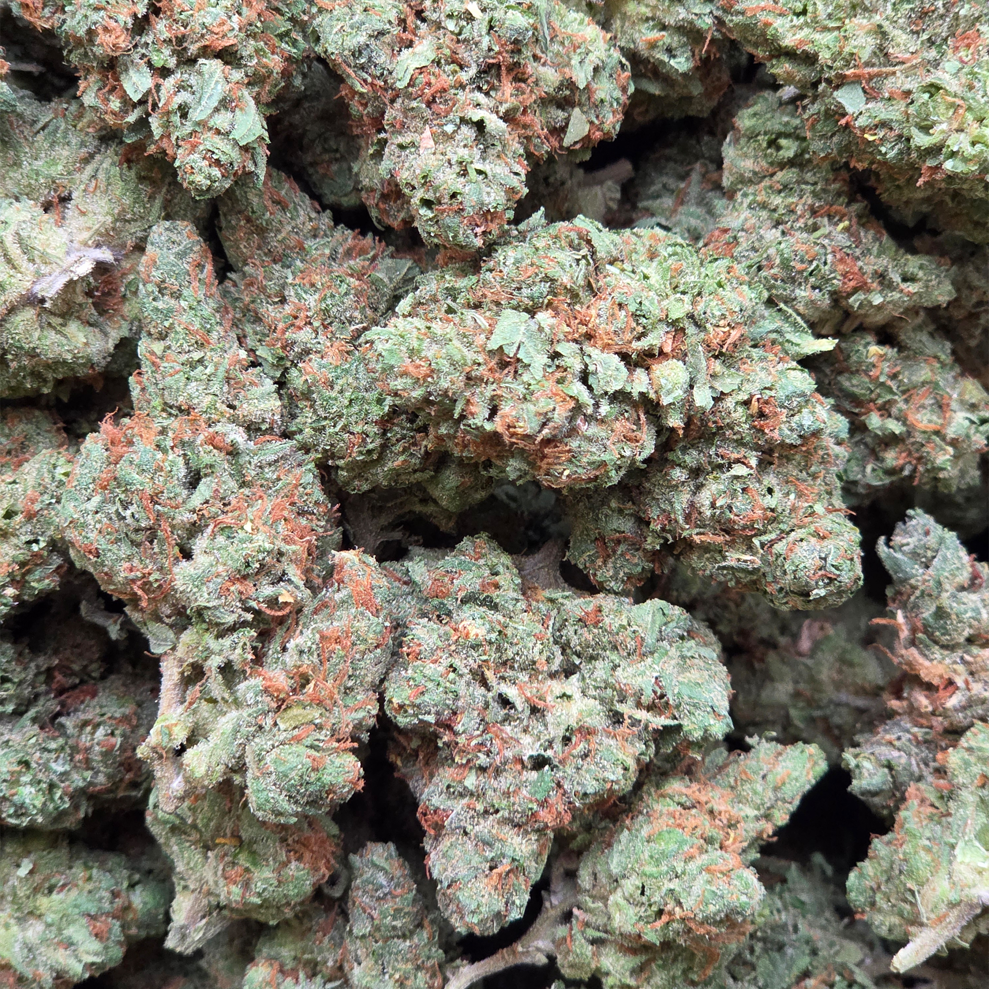 Garlic Kush 14g - Indoor