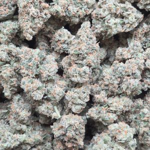 Jack Herer 14g - Top Shelf Indoor