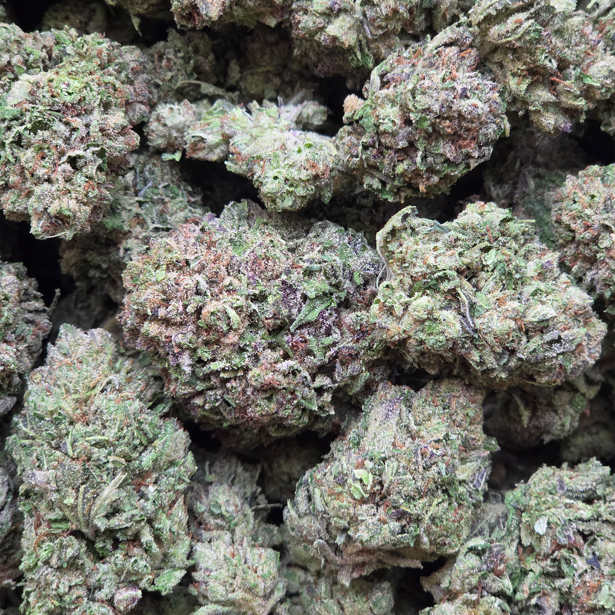 Warhead 14g - Greenhouse