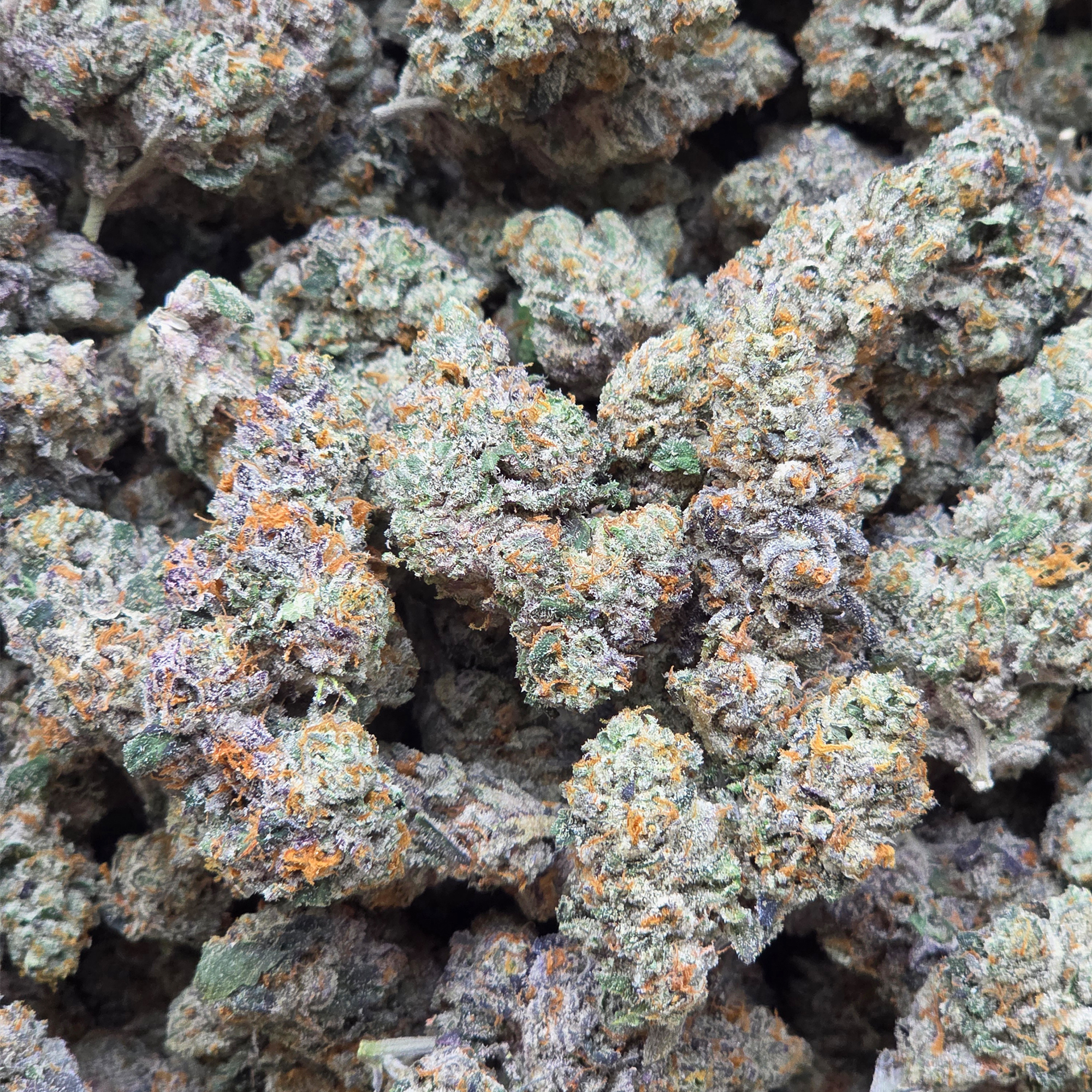 Larry Bird 14g - Top Shelf Indoor