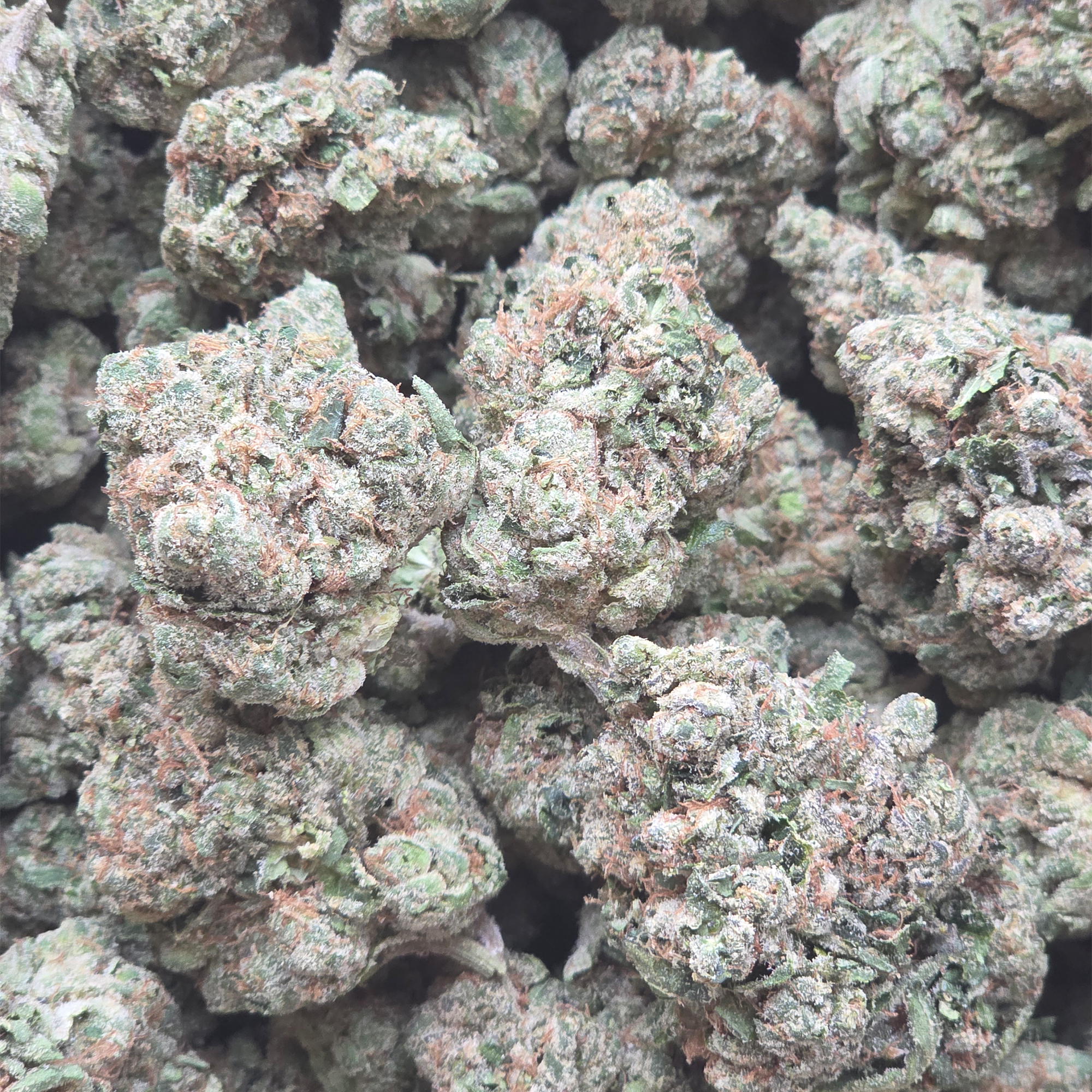 Gelato Kush Mints 14g - Indoor