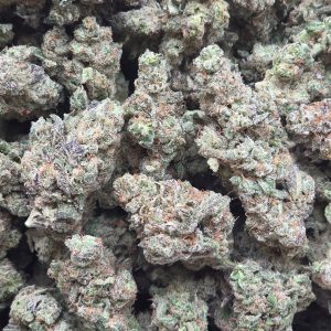 Government Oasis 14g - Top Shelf Indoor