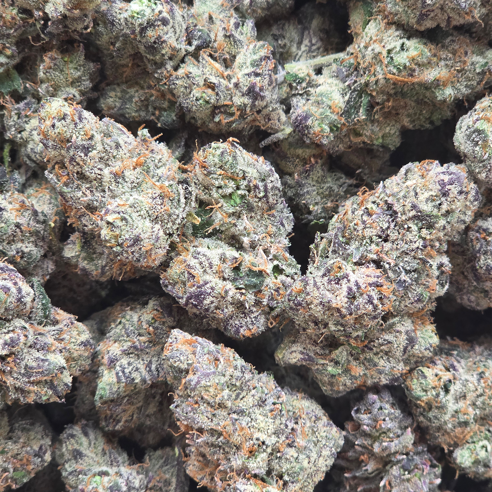 Lemon Cherry Gelato 14g - Top Shelf Indoor