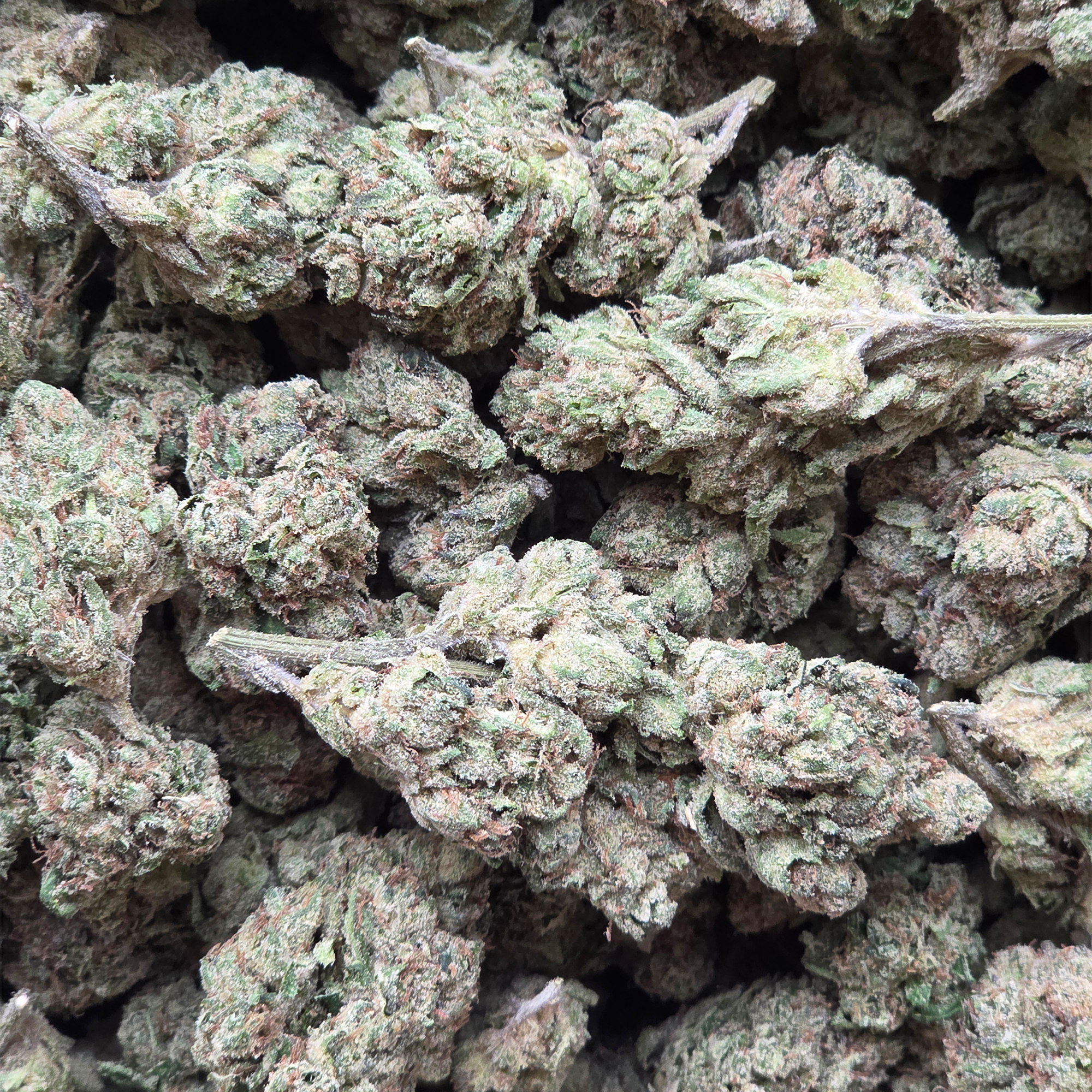 Garlic Drip 14g - Light Deprivation