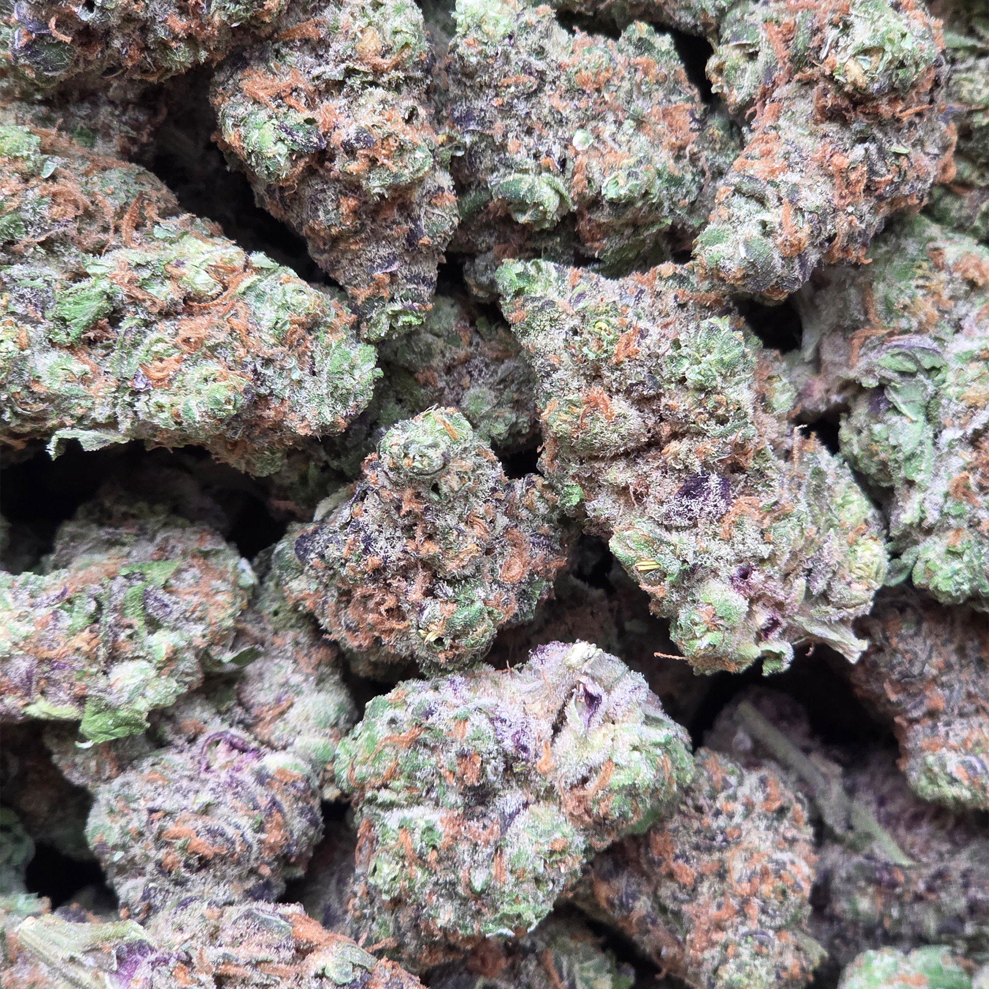 Peanut Butter Jelly 14g - Indoor