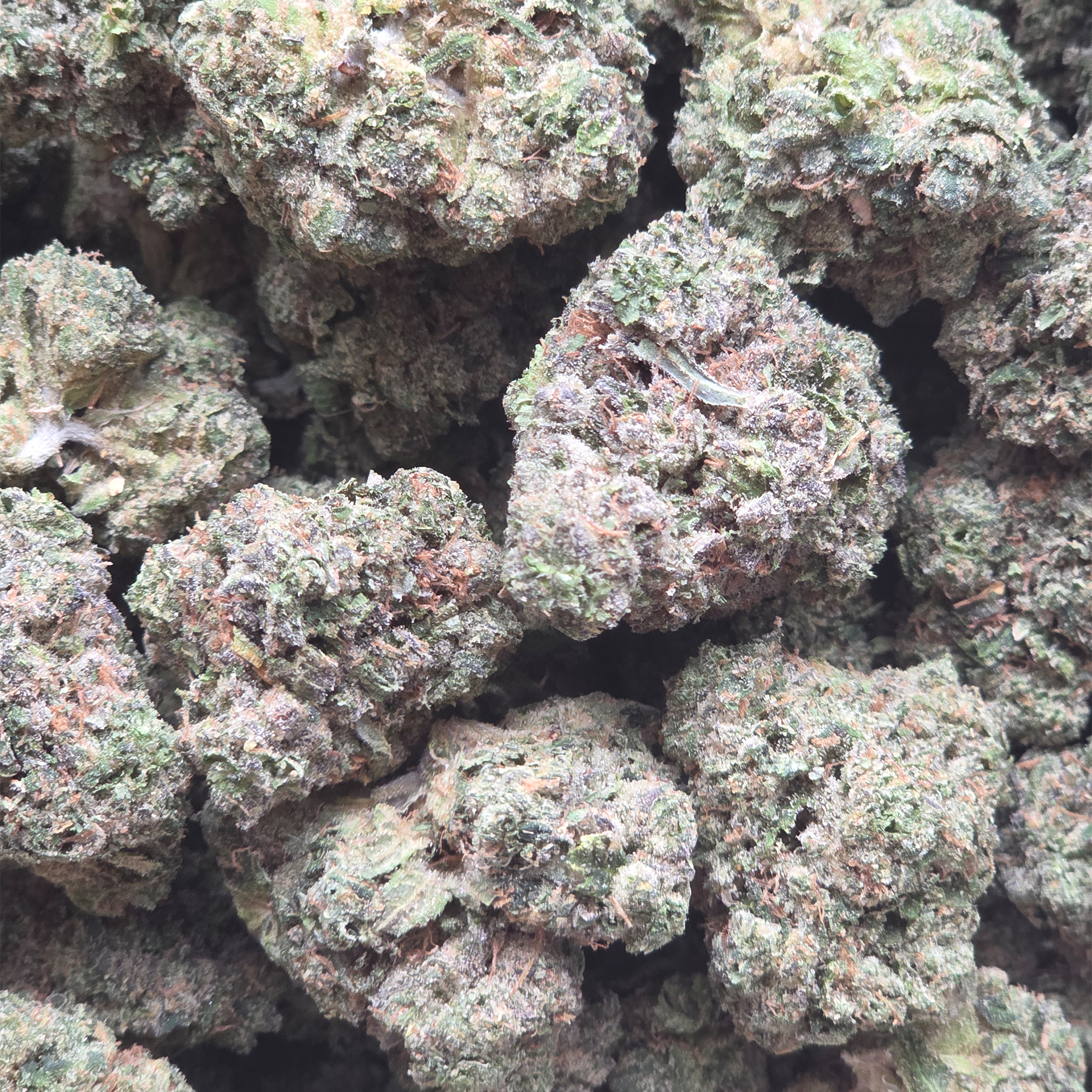 Toad Venom 14g - Top Shelf Indoor