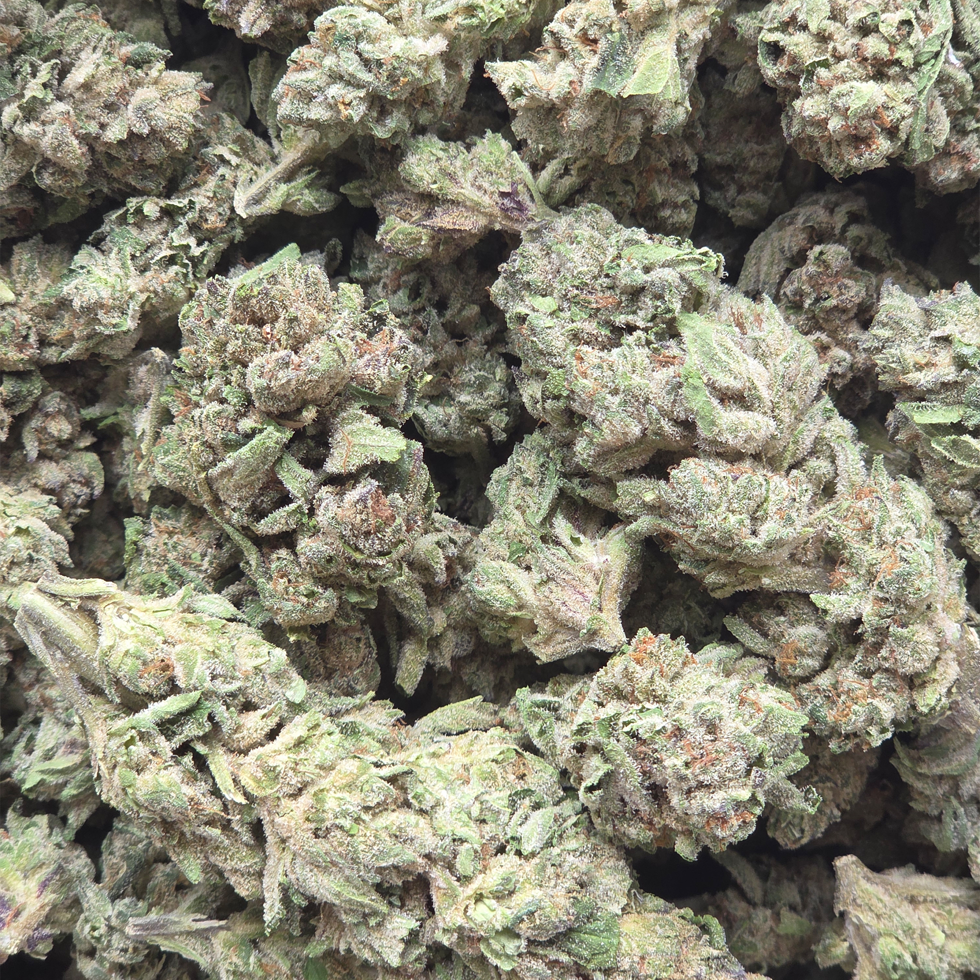 Miracle Runtz 14g - Light Deprivation